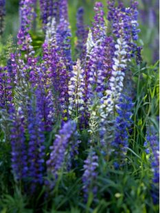 Majestic Spires of Color Towering blooms that bring vibrant blues and purples to your garden.