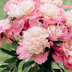 Luxurious Petals, Lasting Elegance Fragrant, lush blooms that bring a touch of romance and beauty to every garden.
