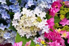Timeless Blooms, Endless Beauty Lush, full flowers that transform with the seasons, adding charm to any space.