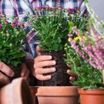 Hands planting ornamental flowers and chrysanthemums in terracotta pots
