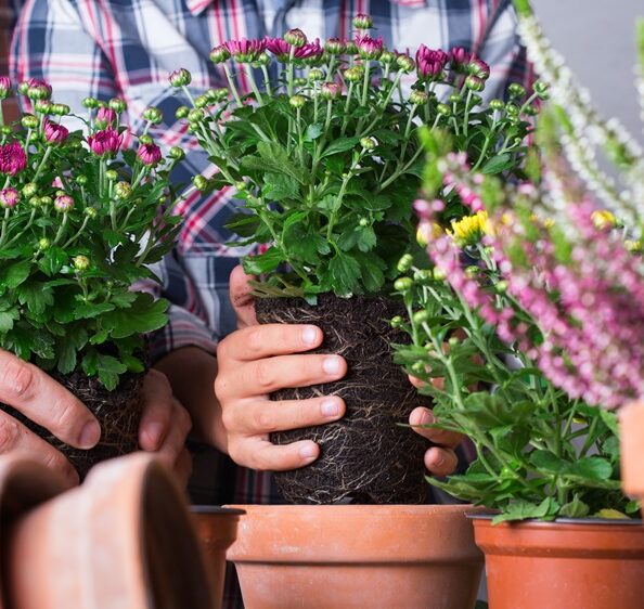 Hands planting ornamental flowers and chrysanthemums in terracotta pots