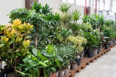 Expertly Chosen Greenery for Year-Round Appeal Elevate your outdoor space with plants that provide vibrant color, structure, and resilience in every season.