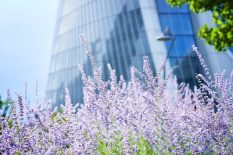 A Fragrant Touch of Elegance Soothing lavender adding beauty, scent, and a natural charm to commercial spaces.