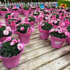 The Perfect Plants for Every Landscape Carefully selected flowers, shrubs, and trees that thrive in Ontario’s climate, bringing lasting beauty to your space.