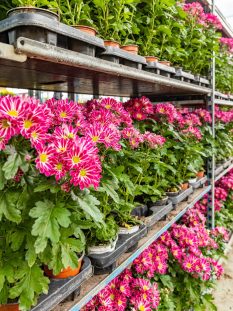 Tailored Plant Choices for a Flourishing Garden From seasonal blooms to hardy perennials, we choose the right plants to enhance your landscape effortlessly.