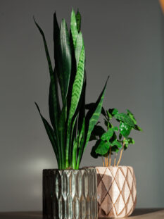 Snake plant (Sansevieria) and Arabica coffee plant in designer ceramic pots, styled with soft natural light for elegant interior greenery—premium plant care by Blush Gardens & Snow.