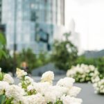 Luxury white hydrangea landscape design in front of an executive high-rise in Toronto