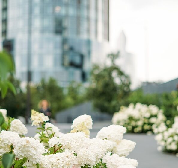 Luxury white hydrangea landscape design in front of an executive high-rise in Toronto