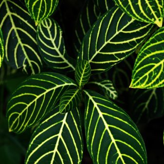 Grace in Motion The plant unfolds and folds its leaves with the rhythm of the day, bringing life, movement, and serenity to any space.