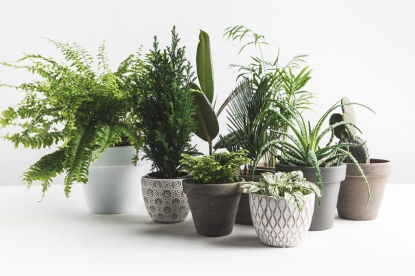 Bringing Nature to Every Corner Potted plants add effortless beauty, fresh air, and a touch of greenery to any space—perfect for patios, balconies, and indoor sanctuaries.