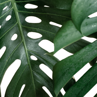 Monstera_Blush_Gardens_v145