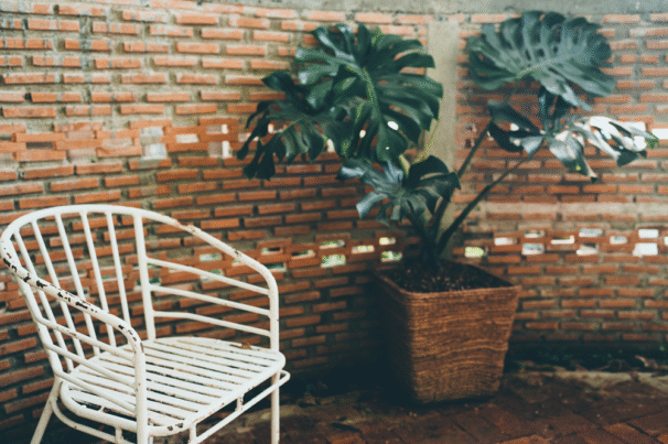 Monstera_Blush_Gardens_v74